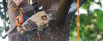Professional Tree Care in Highland, IL