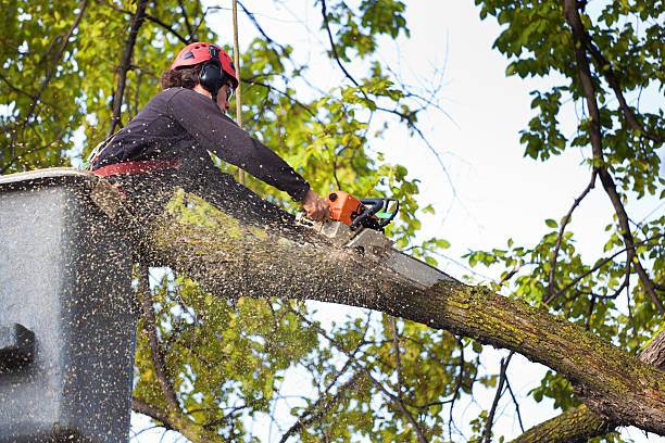 How Our Tree Care Process Works  in  Highland, IL